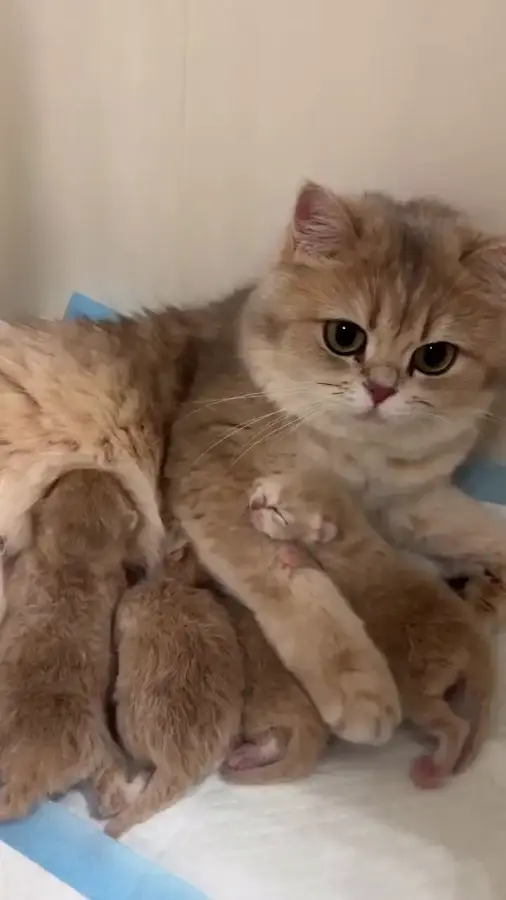 Немного милоты на сон грядущий...