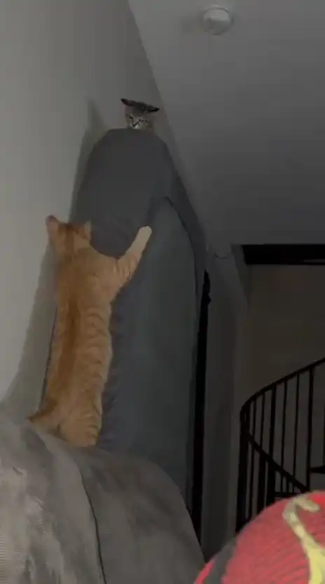 Ни один котенок не пострадал