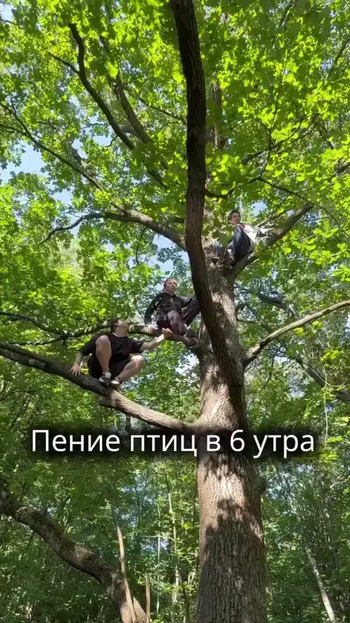 Пение птиц в 6 часов утра