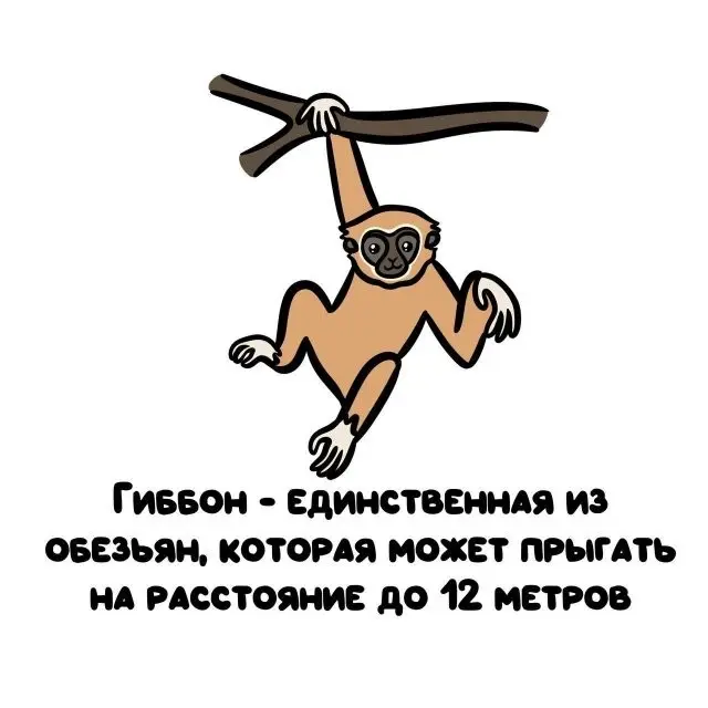 Подборка любопытных фактов обо всём на свете