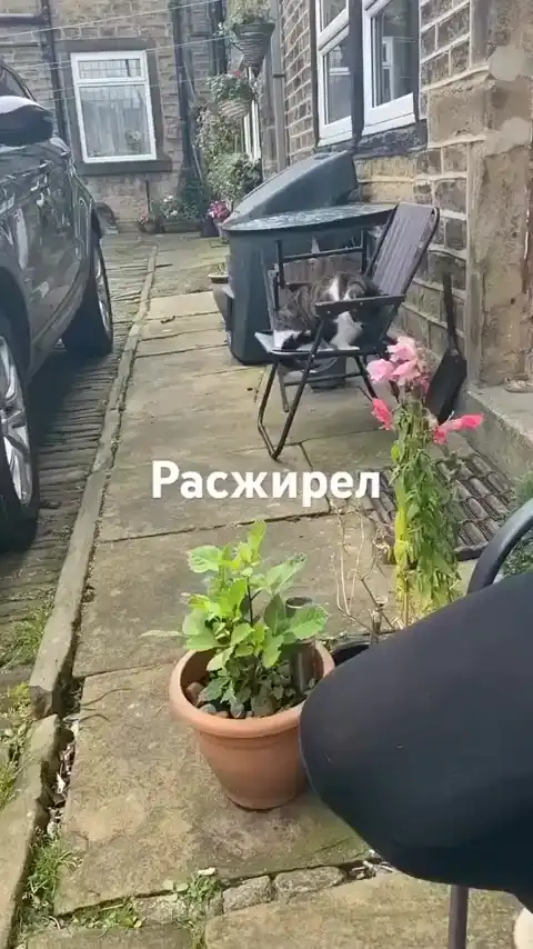 Покажу вечером своим котам