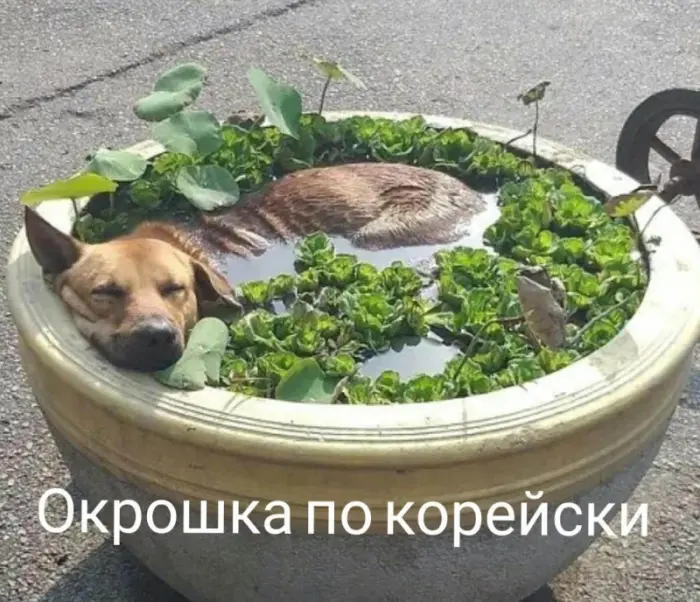 Порция отличного настроения: мемы и юмор