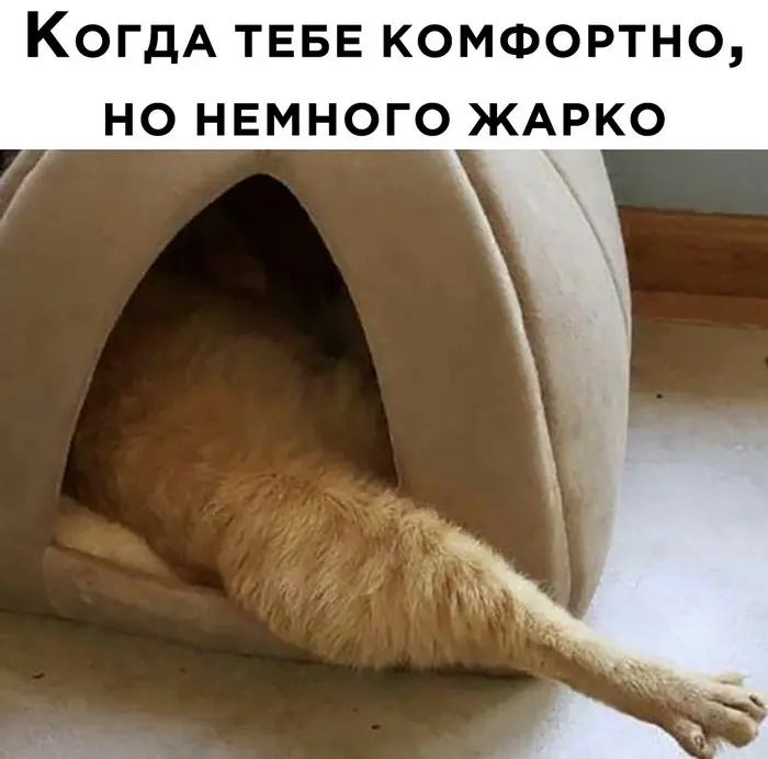 Позитивная подборка: мемы, шутки и забавные картинки