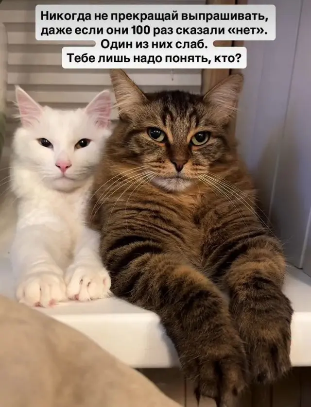Самые смешные шутки и мемы из интернета