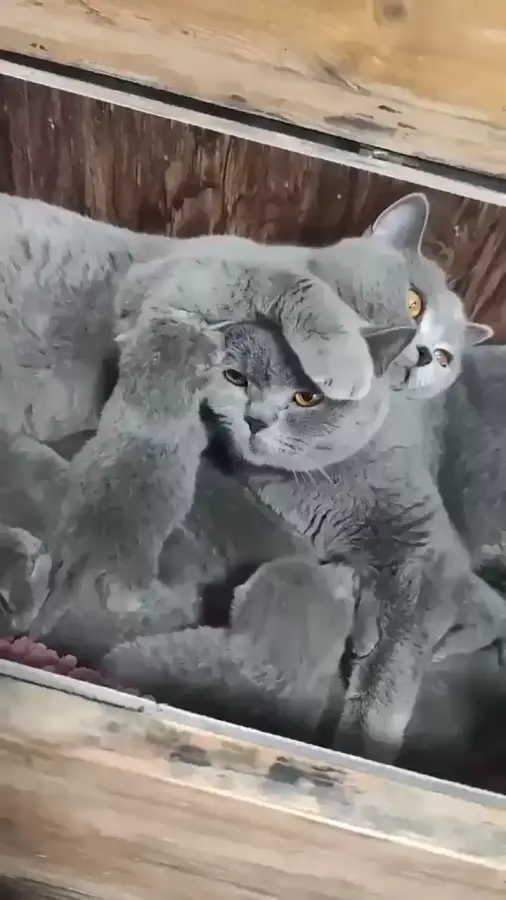Счастливая семья)