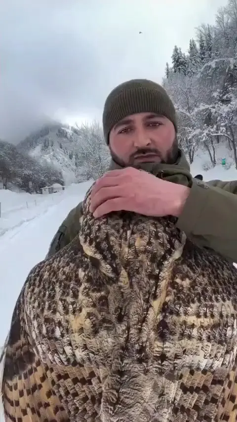 Сова
