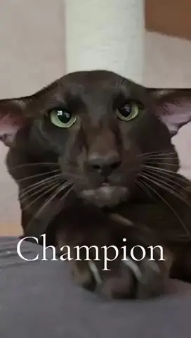 Суровый котэ