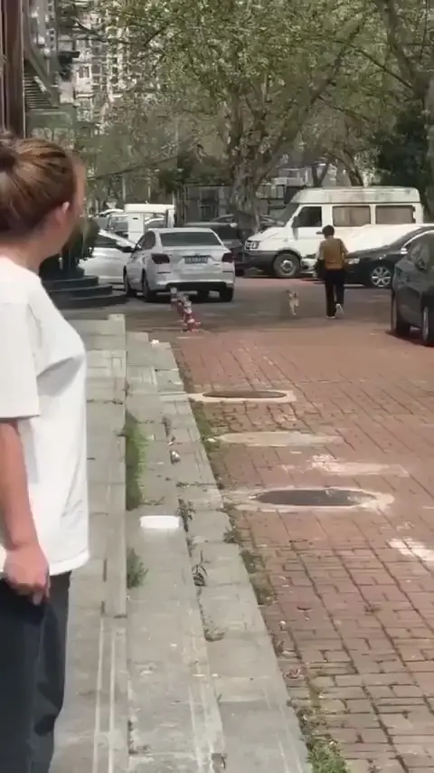 У этого пса день явно задался