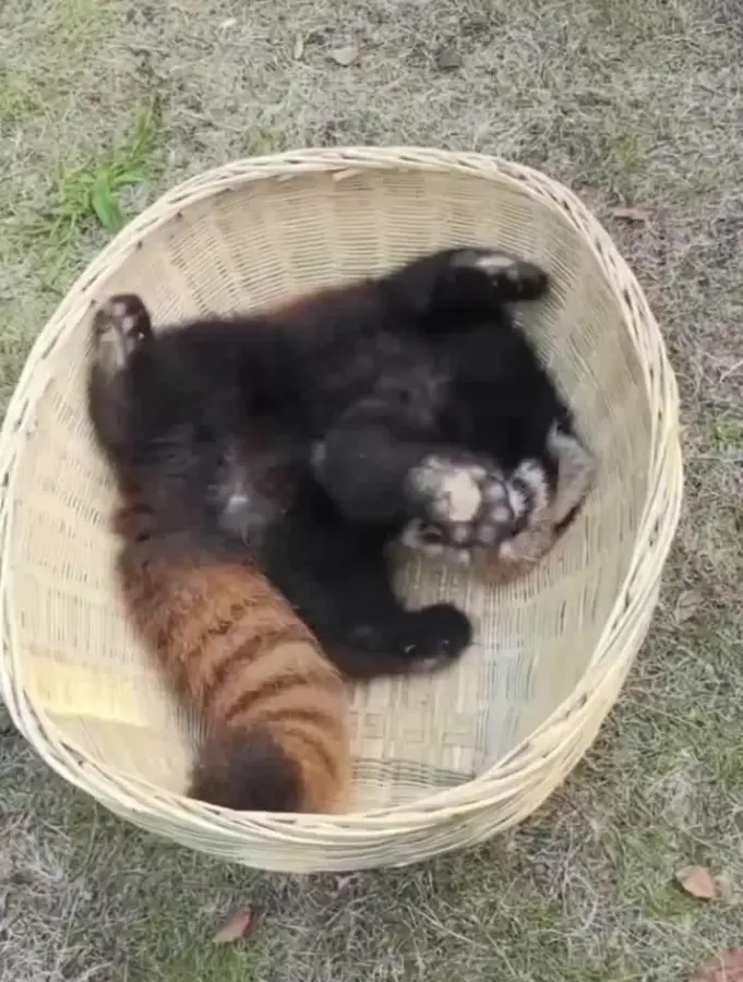 Уютная корзиночка