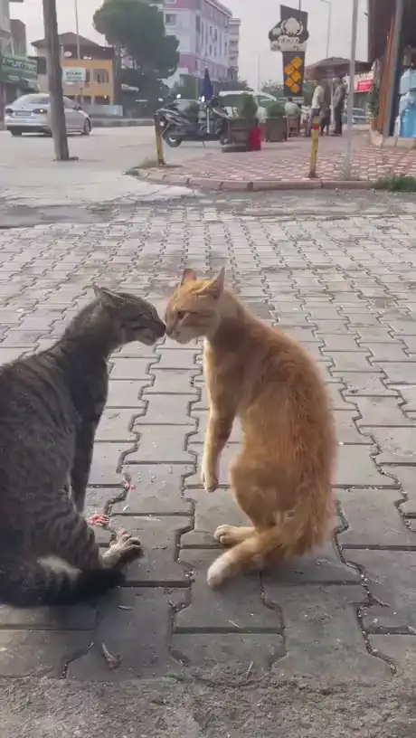 Вавауу!