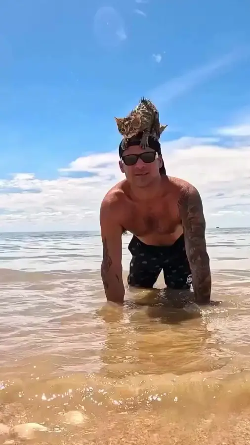 Водоплавающие котятки