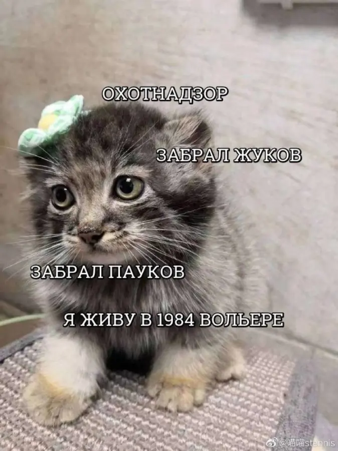 Коллекция самых нелепых мемов