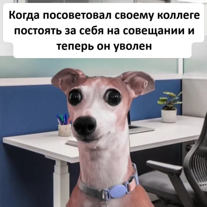 Смешные картинки, которые поднимут настроение