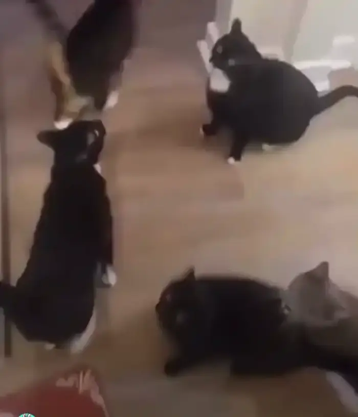 А где кушоц?