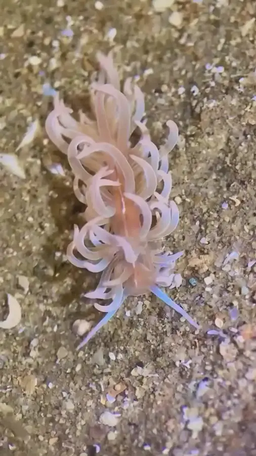 Морской слизень Phyllodesmium opalescens