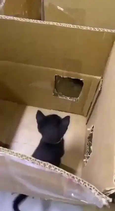 Чем занять котят на целый день