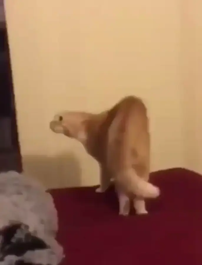 Что ты такое!?