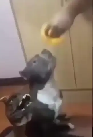 Поэтому динозавры и вымерли)