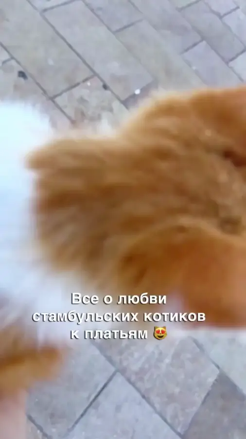 Фотосессия и без меня?
