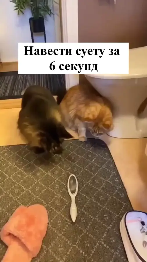 Как можно навести суету за 6 секунд...