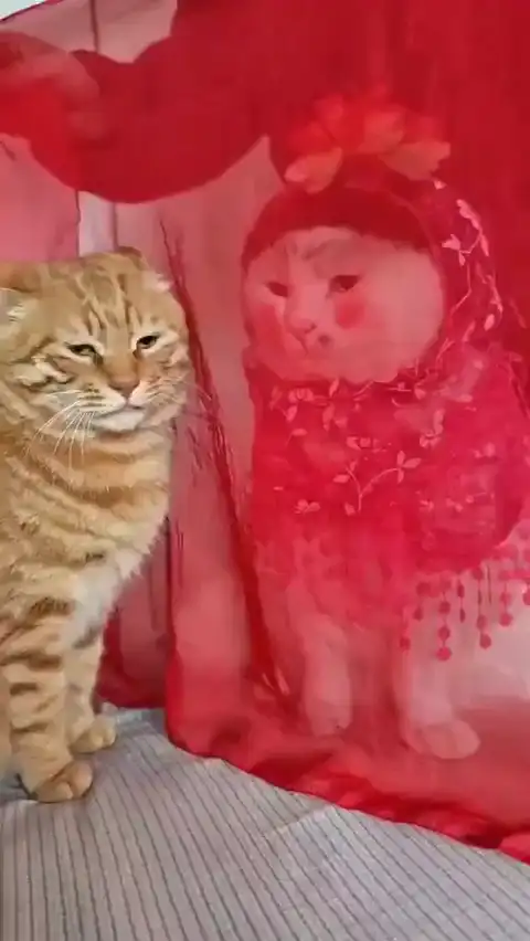 Китайская кошачья свадьба...