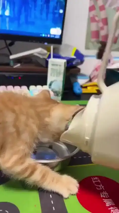 Когда не кормил кота минуту