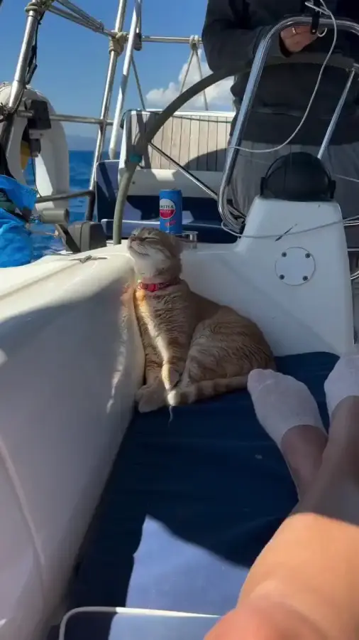 Когда у кота отпуск лучше, чем у тебя