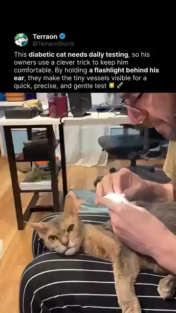 Кошачье терпение