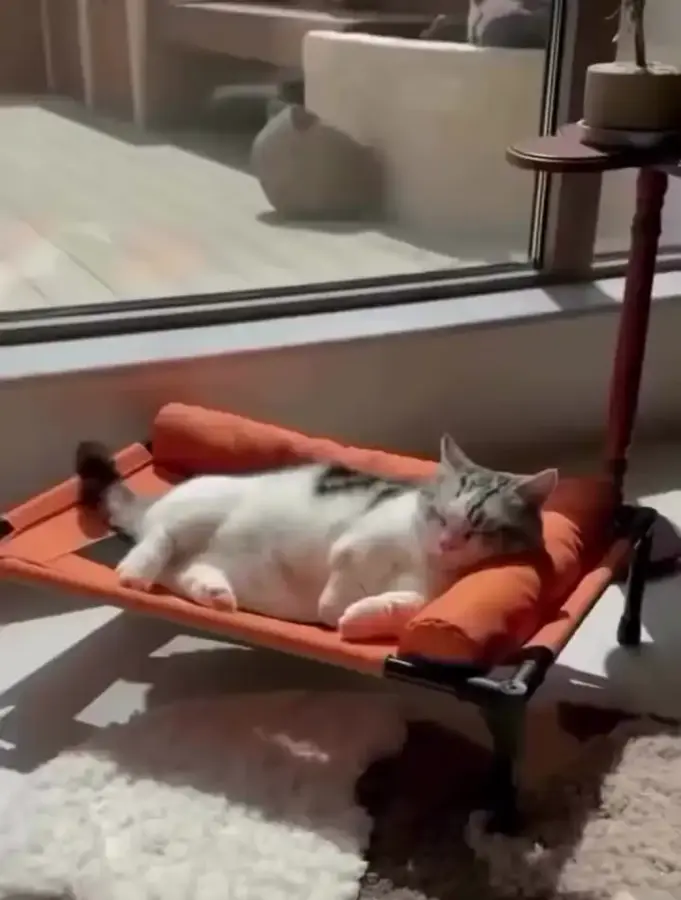 Кошачья раскладушка