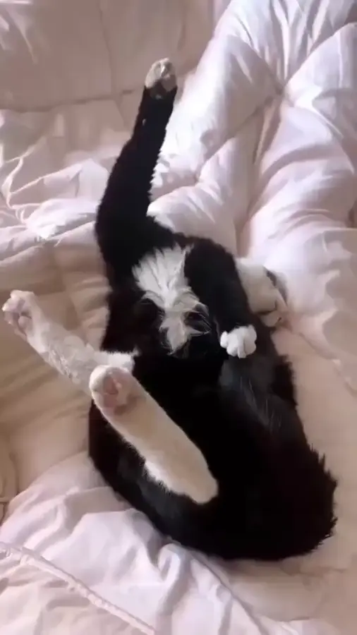 Кот поломался