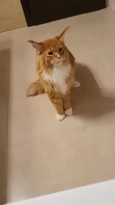 Котей подсказывает как правильно нужно умываться