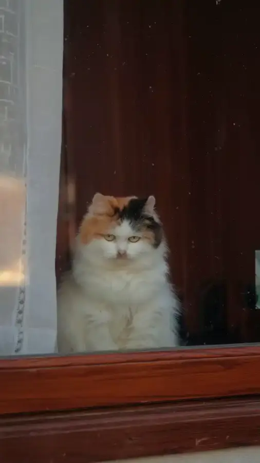 Котовое. Вы сюда зачем пришли?