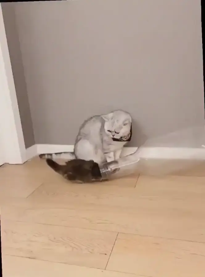 Коты - это жидкость. Очередное подтверждение