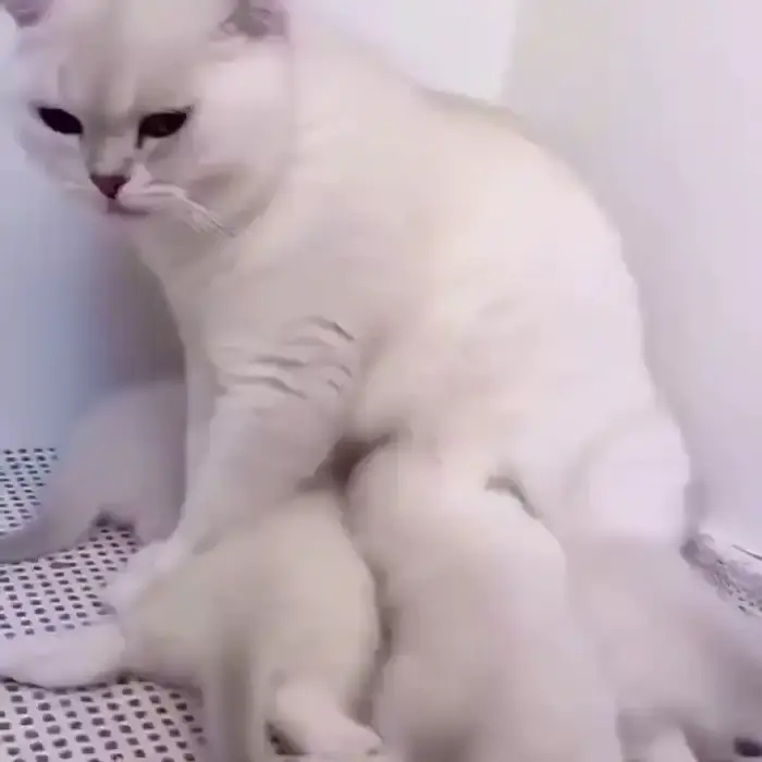 Кто-то здесь явно лишний