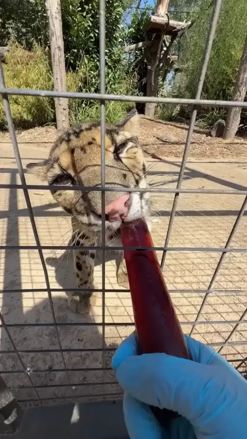 Мороженое для кошек