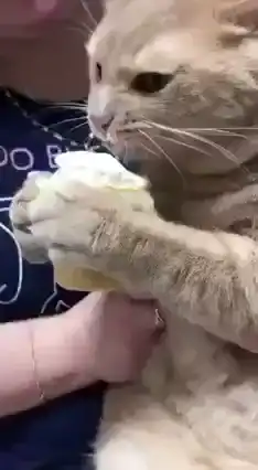 Мороженое не для всех: кошачья драма