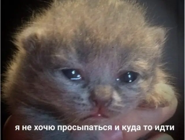 Немного смеха: смешные картинки на сегодня