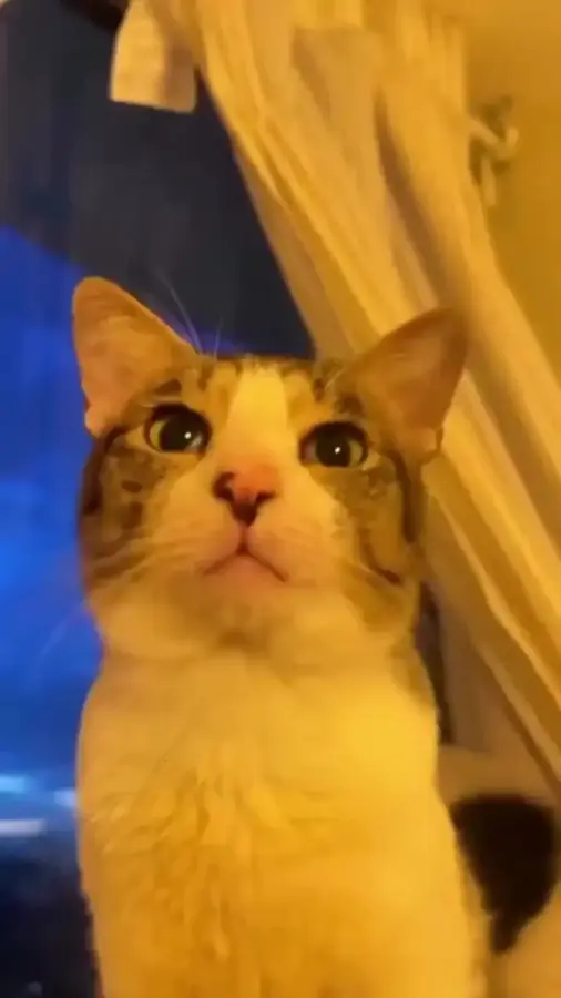 Ну очень необычные мяу Не забываем включать звук