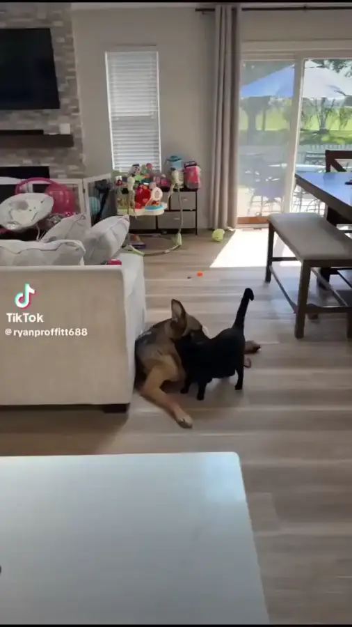 Ну ведь могут жить дружно!