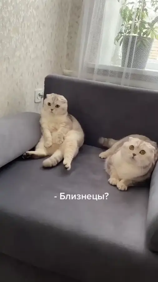 Одинаковые