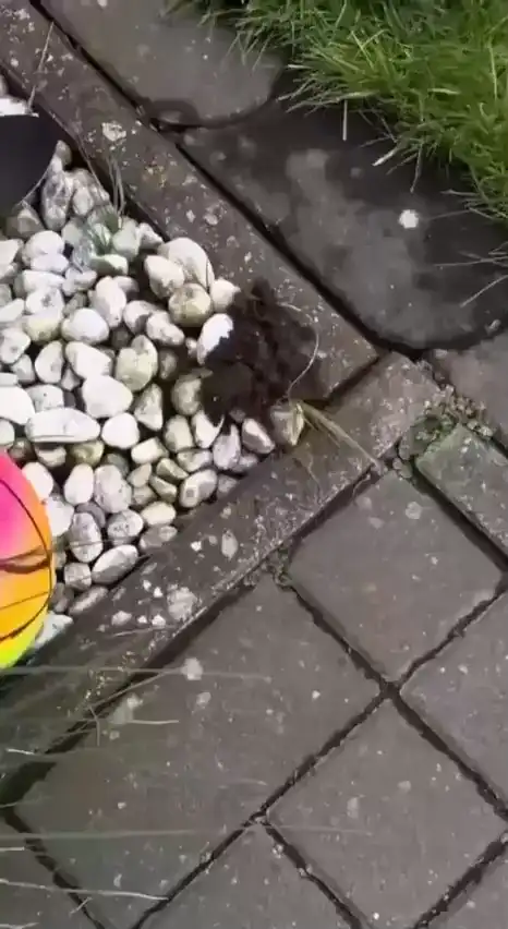 Поляк встретил крота... Смотреть со звуком...