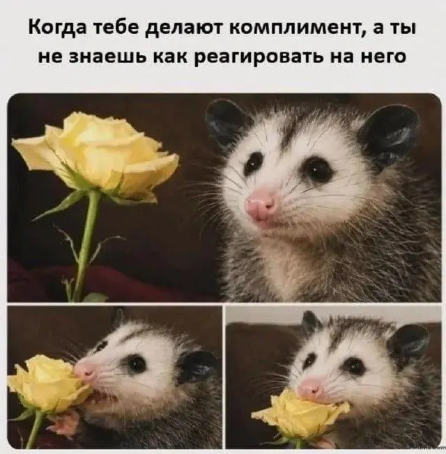 Порция забавных картинок
