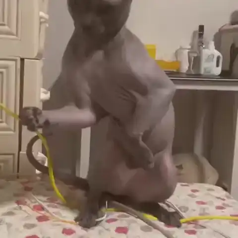 Последний довод, чтобы покормил