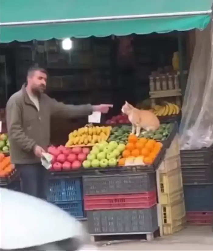 Рыночные отношения