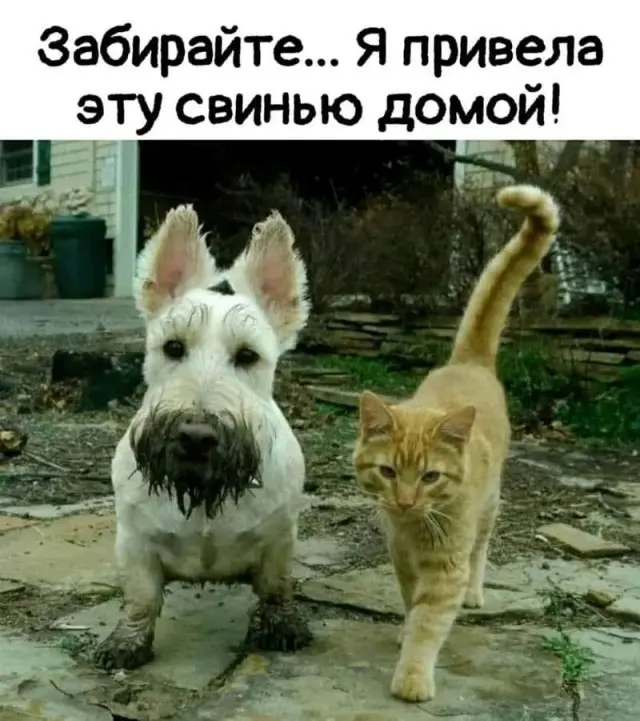 Смешные картинки, которые говорят сами за себя