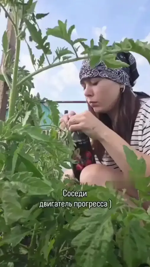 Соседи-двигатель прогресса (звук)