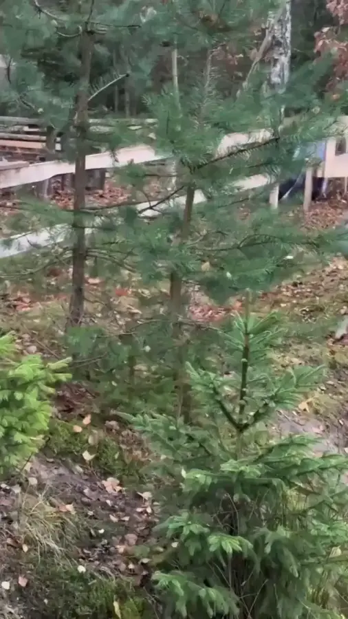 Сторожевой оленёнок...