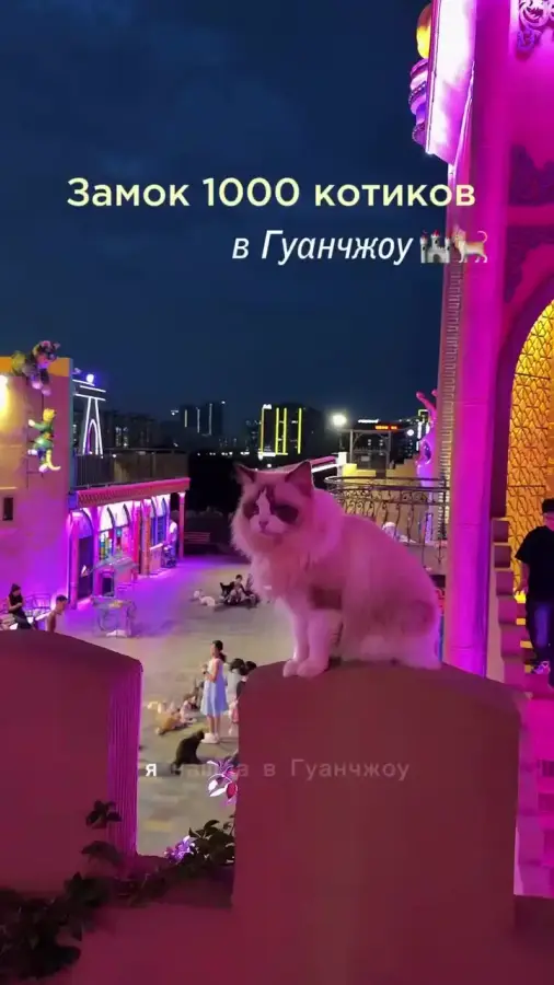 В Китае есть настоящий кошачий ДВОРЕЦ, в котором живет тысяча кошек