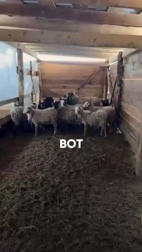 Всё как у людей
