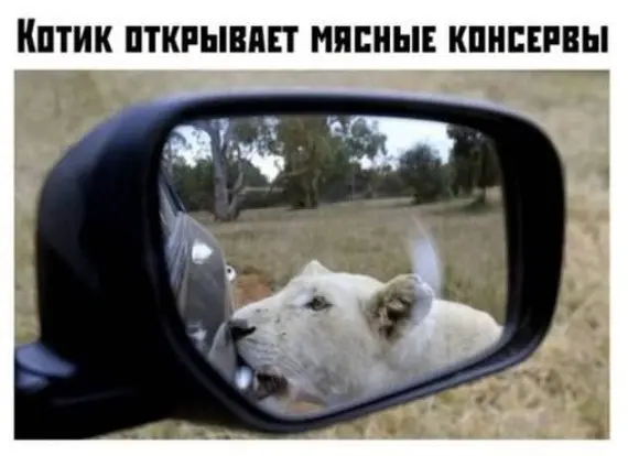 Забавные картинки для хорошего настроения